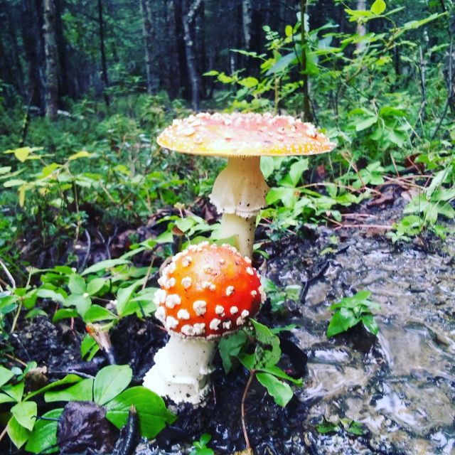 Denali: Denali National Park Walking Tour - Experience