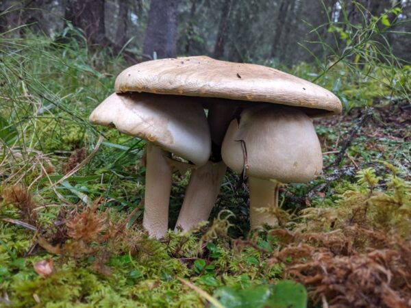 Denali: Denali National Park Walking Tour - Common Questions