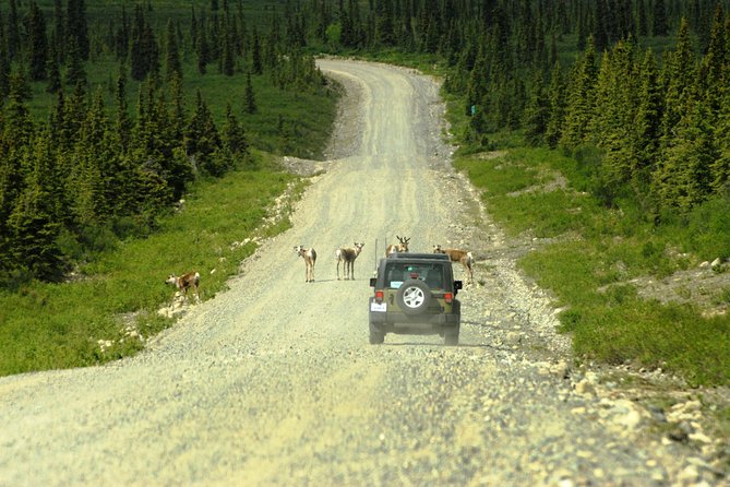 Denali Highway Jeep Excursion - Wildlife Spotting and Off-Roading Experience