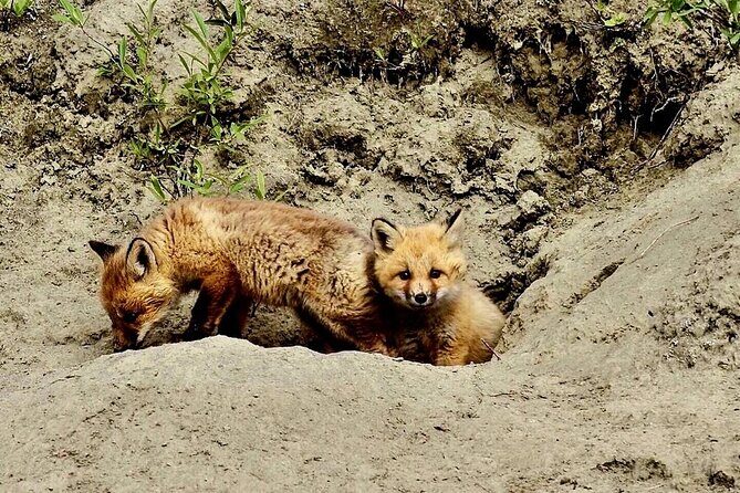 Denali Highway Overnight Excursion - Final Thoughts: Is This Tour Worth It?