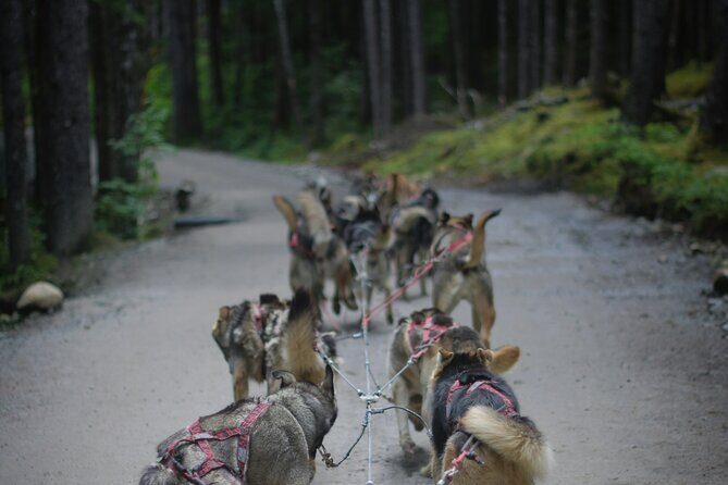 Denali Husky Kennel & Brewpub Visit  Half-Day Experience - Transportation and Group Size