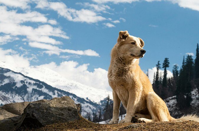 Denali Husky Kennel & Brewpub Visit  Half-Day Experience - Who Will Love This Tour?