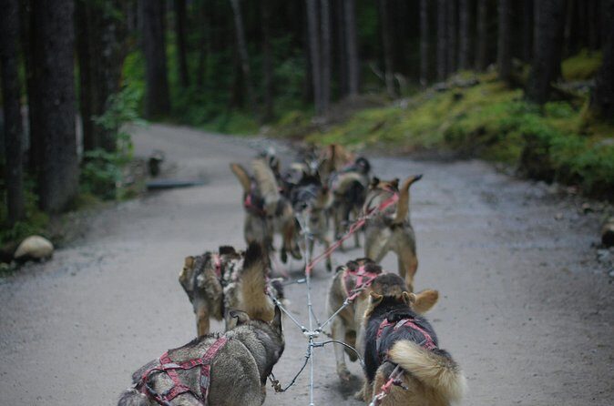 Denali Husky Kennel & Brewpub Visit  Half-Day Experience - The Sum Up