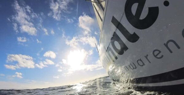 Denia: Sunset Electric Sailboat Cruise With Dolphin Spotting - Activity Ratings and Reviews