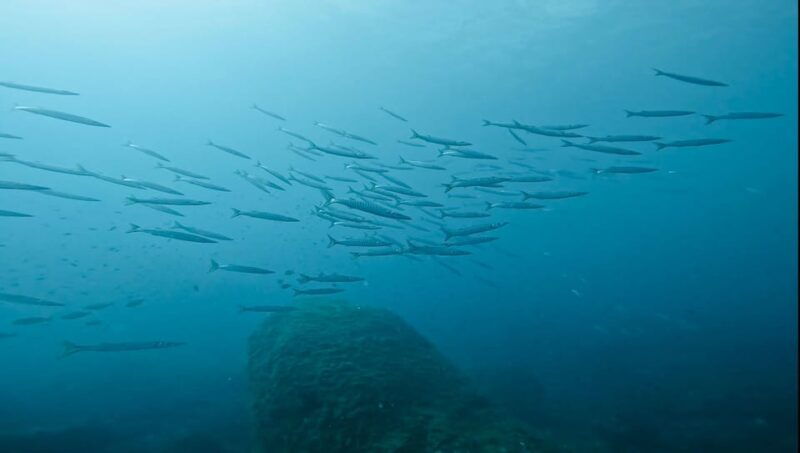 Denia: the Fascination of Diving on the Costa Blanca - Discover the Nightlife Underwater