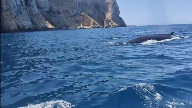 Denia: the Fascination of Diving on the Costa Blanca - Important Considerations and Requirements