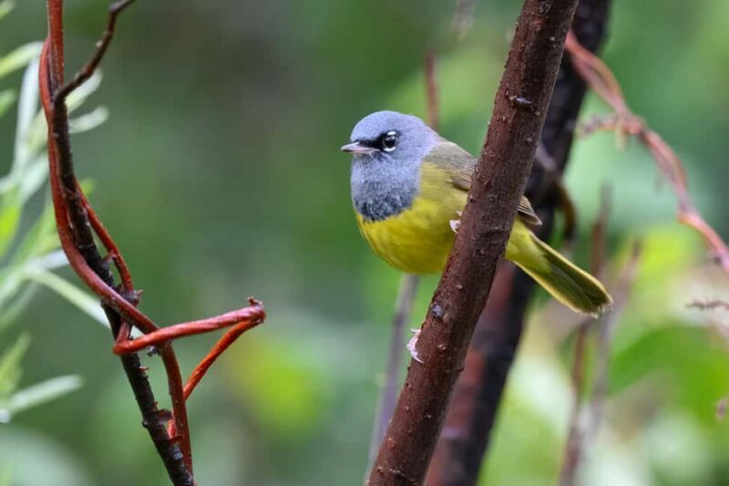 Denver: Birding Basics and Beyond - Exploring the Denver Birding Experience  