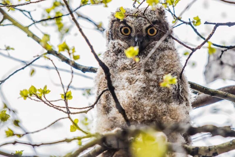 Denver: Birding Basics and Beyond - Who Will Love This Tour?  