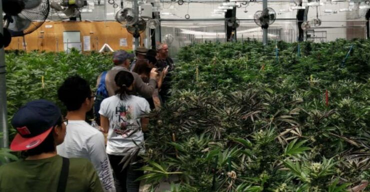 Denver: Buds & Brews Cannabis Grow Tour and Brewery Visit - Experience Highlights