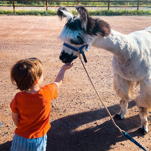 Denver: Llama Hike in the Rocky Mountains - Activity Details