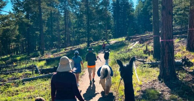 Denver: Llama Hike in the Rocky Mountains - Booking Information