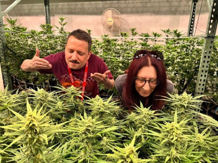 Denver: Private Luxury Cannabis Tour - About the Activity