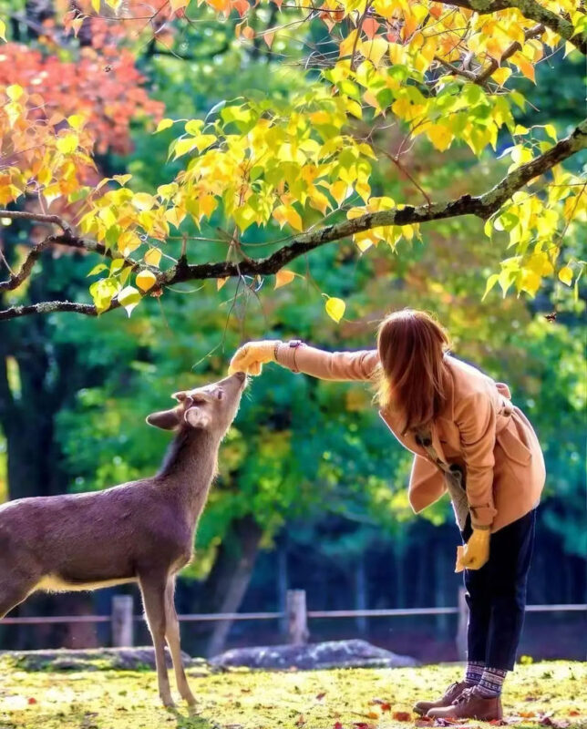 Depart at noon Arashiyama Moon Lantern Festival Limited | Kyoto Fushimi Inari Shrine & Nara Park Day Trip (Small Group with Driver-Guide, Optional Hotel Pickup) - Lantern tickets: choose the package with care