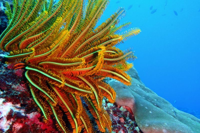 (Depart From Lembongan) 3 Spots Snorkeling Experience in Nusa Penida - Picking between snorkeling only and the lunch package