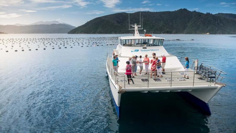 Depart Picton: Marlborough Sounds Afternoon Seafood Cruise - In-Depth Look at the Experience
