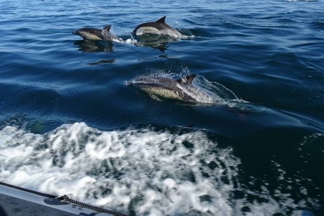 Depart Saint Raphaël: Meet the Dolphins - Explore the Dolphins of Saint Raphaël