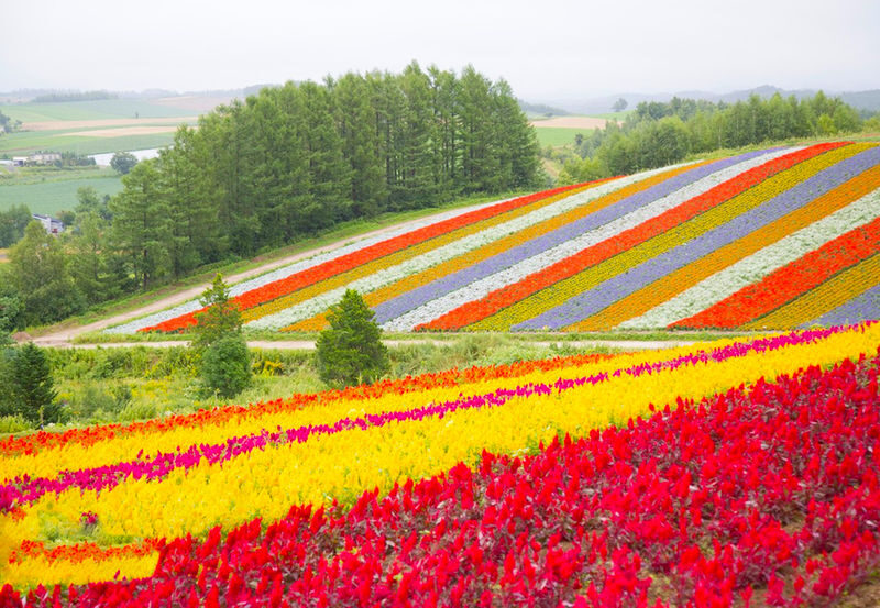Departing at 11:00: Blue Pond Illumination & Ningle Terrace & Christmas Tree & Shirogane Blue Pond & Shikisai-no-Oka One-Day Tour | Departing from Sapporo - Shikisai-no-Oka: broad hills and seasonal color