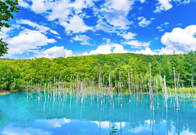 Departing at 11:00: Blue Pond Illumination & Ningle Terrace & Christmas Tree & Shirogane Blue Pond & Shikisai-no-Oka One-Day Tour | Departing from Sapporo - Blue Pond and Shirahige Falls: water in two moods
