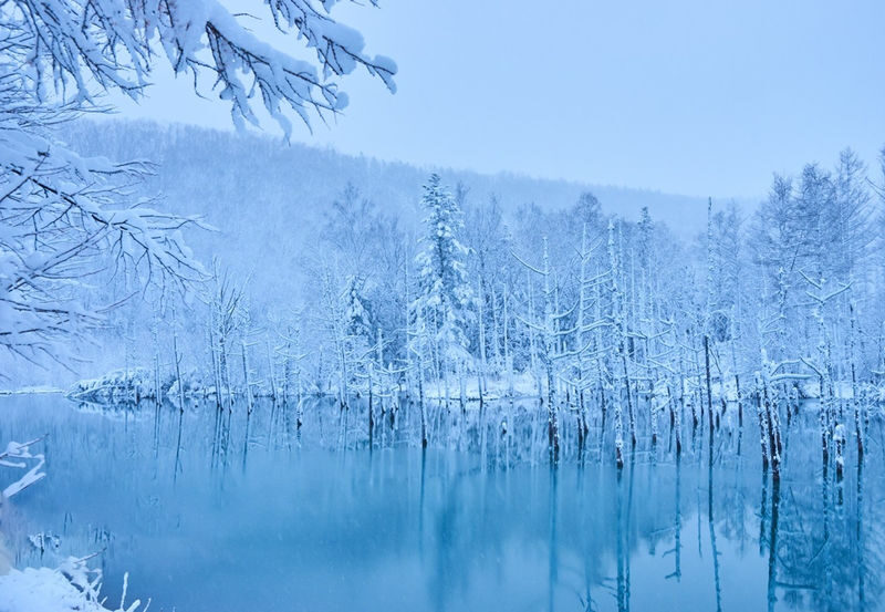 Departing at 11:00: Blue Pond Illumination & Ningle Terrace & Christmas Tree & Shirogane Blue Pond & Shikisai-no-Oka One-Day Tour | Departing from Sapporo - The pace, the guide and the real value