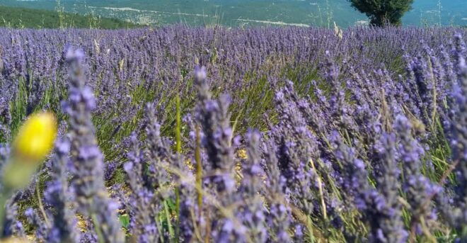 Departing From Avignon, Classic Lavender Tour - Booking Information