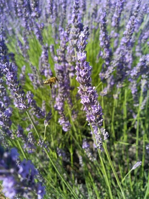 Departing From Avignon, Classic Lavender Tour - Cancellation Policy