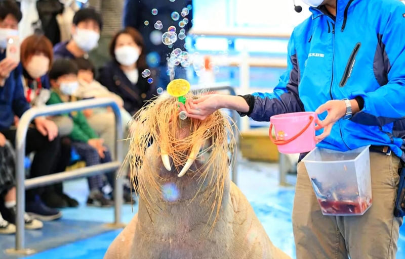Departing from Nagoya: Ise Grand Shrine, Futami-ura Meoto Iwa (Wedded Rocks), Mikimoto Pearl Island / Toba Aquarium One-Day Tour - Key points to know before you go