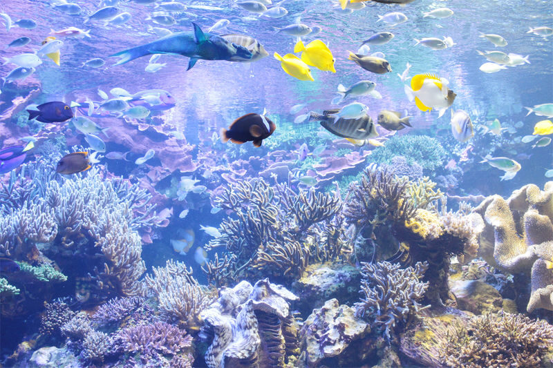 Departing from Nagoya: Ise Grand Shrine, Futami-ura Meoto Iwa (Wedded Rocks), Mikimoto Pearl Island / Toba Aquarium One-Day Tour - A full day from Nagoya, with plenty of road time