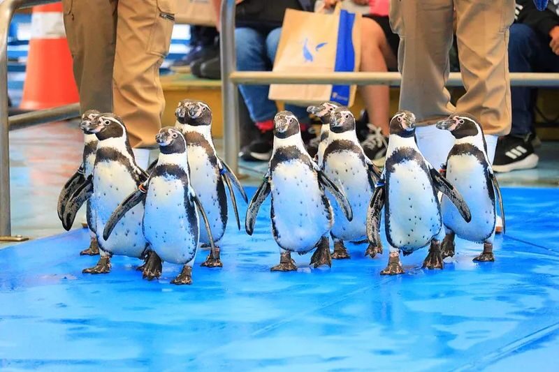 Departing from Nagoya: Ise Grand Shrine, Futami-ura Meoto Iwa (Wedded Rocks), Mikimoto Pearl Island / Toba Aquarium One-Day Tour - Pearl Island or Toba Aquarium: check which one you are booking