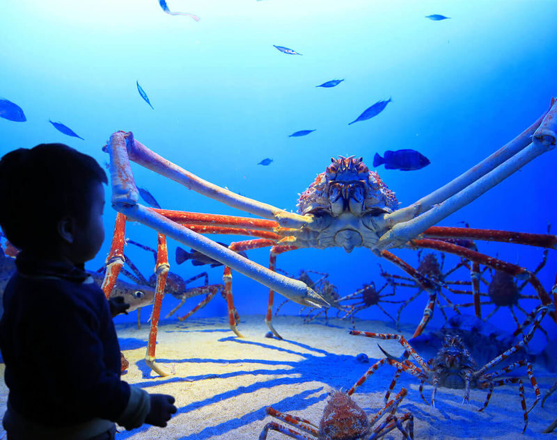 Departing from Nagoya: Ise Grand Shrine, Futami-ura Meoto Iwa (Wedded Rocks), Mikimoto Pearl Island / Toba Aquarium One-Day Tour - The guide and driver shape the experience