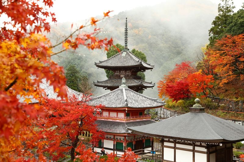 Departing from Osaka: Fushimi Inari Shrines Senbon Torii, Nara Park, Todai-ji Temple, Tsubosaka-dera Temples Hidden Gem / Yoshino Mountain Autumn Leaves One-Day Tour - Key points to know before booking