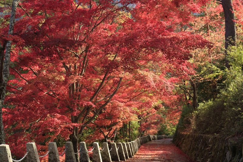 Departing from Osaka: Fushimi Inari Shrines Senbon Torii, Nara Park, Todai-ji Temple, Tsubosaka-dera Temples Hidden Gem / Yoshino Mountain Autumn Leaves One-Day Tour - Tsubosaka-dera’s mountain temple setting