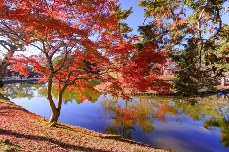 Departing from Osaka: Fushimi Inari Shrines Senbon Torii, Nara Park, Todai-ji Temple, Tsubosaka-dera Temples Hidden Gem / Yoshino Mountain Autumn Leaves One-Day Tour - The day’s pace, transport and guide support