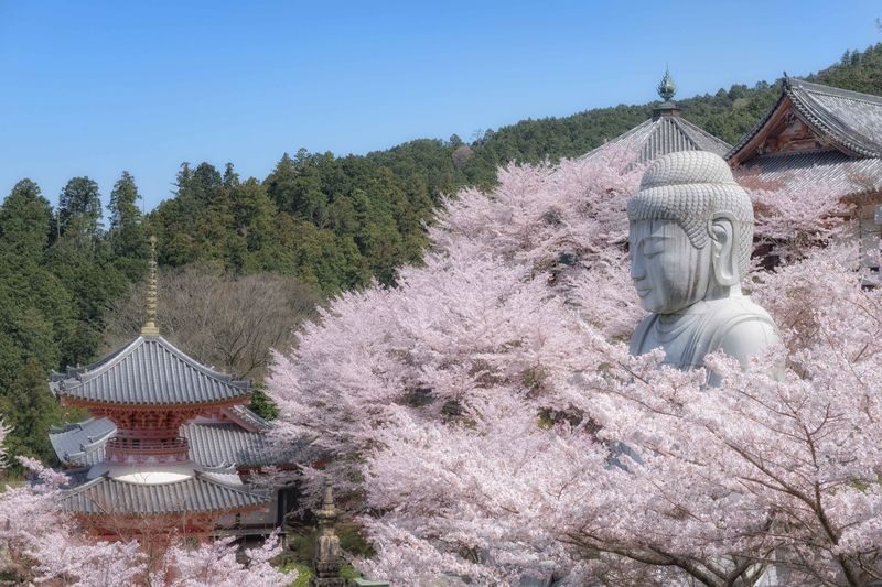Departing from Osaka: Fushimi Inari Shrines Senbon Torii, Nara Park, Todai-ji Temple, Tsubosaka-dera Temples Hidden Gem / Yoshino Mountain Autumn Leaves One-Day Tour - Is the price good value?