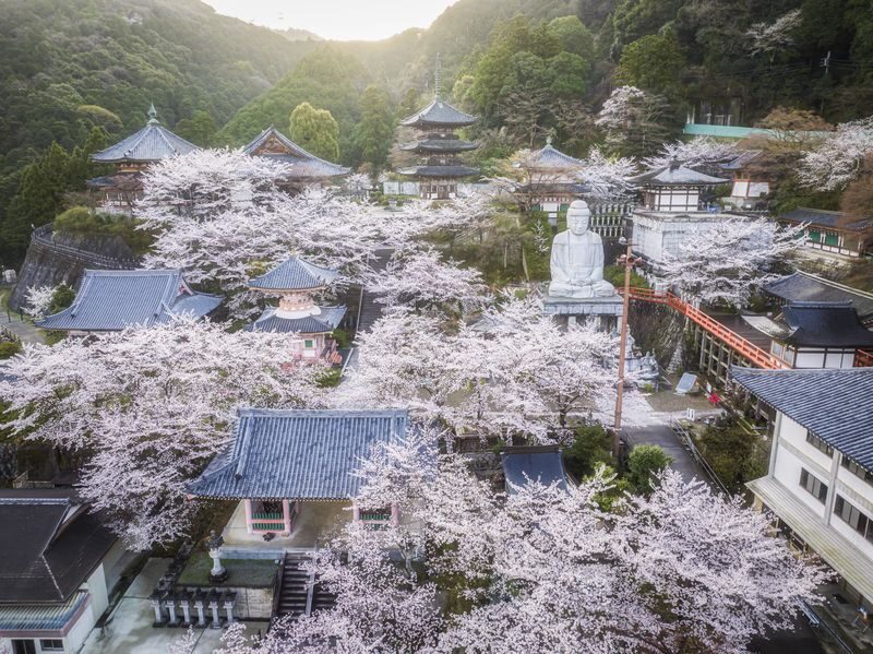 Departing from Osaka: Fushimi Inari Shrines Senbon Torii, Nara Park, Todai-ji Temple, Tsubosaka-dera Temples Hidden Gem / Yoshino Mountain Autumn Leaves One-Day Tour - Who should book this tour?