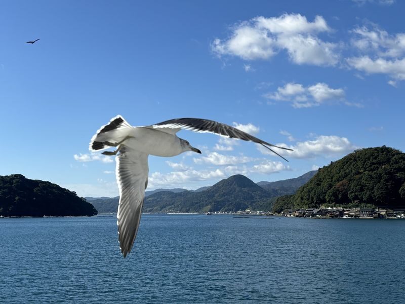 (Departing from Osaka/Kyoto) Kyoto by the Sea Day Trip: Amanohashidate, Ine Funaya, Ine Bay Boat Tour, Chionji Temple, Optional Tango Sea Train - Ine Bay by boat