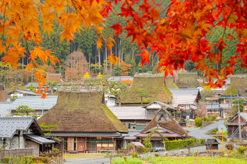 Departing from Osaka/Kyoto: Kyoto/Nara/Osaka Enjoy a flexible and customized chartered car day trip in Kansai - Nara Park: a relaxed change of pace
