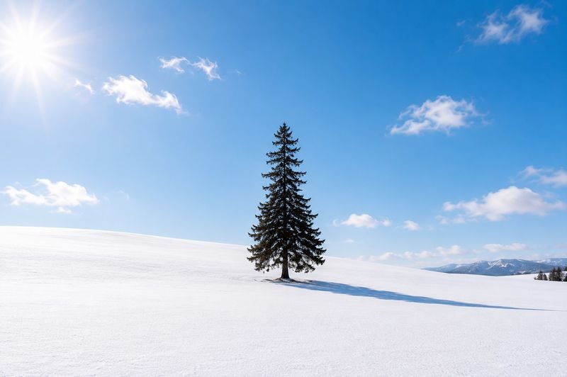 Departing from Sapporo: Furano & Biei Winter Day Tour | Shikisai-no-Oka Snow Play - Corn soup and a pause in Furano