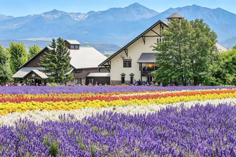(Departing from Sapporo, Hokkaido, choose 1 of 2 routes) Shikisai no Oka + Farm Tomita OR Asahiyama Zoo + Shirogane Blue Pond 1-Day Tour - One day, two different Hokkaido routes