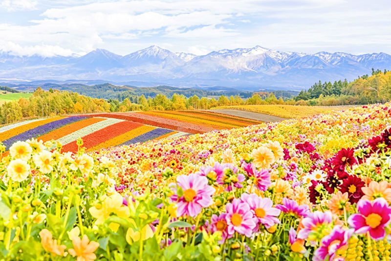 (Departing from Sapporo, Hokkaido, choose 1 of 2 routes) Shikisai no Oka + Farm Tomita OR Asahiyama Zoo + Shirogane Blue Pond 1-Day Tour - Shikisai-no-Oka’s flower rows