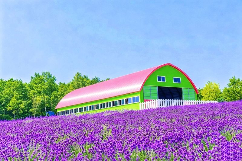 (Departing from Sapporo, Hokkaido, choose 1 of 2 routes) Shikisai no Oka + Farm Tomita OR Asahiyama Zoo + Shirogane Blue Pond 1-Day Tour - Lunch in Furano, then Farm Tomita