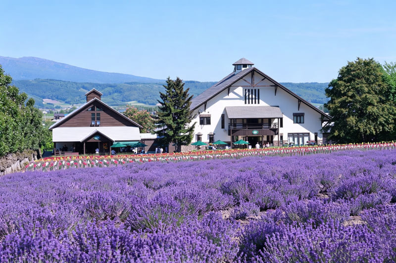 (Departing from Sapporo, Hokkaido, choose 1 of 2 routes) Shikisai no Oka + Farm Tomita OR Asahiyama Zoo + Shirogane Blue Pond 1-Day Tour - What the schedule means in practice