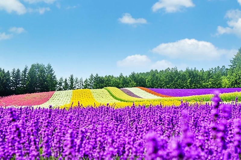 (Departing from Sapporo, Hokkaido, choose 1 of 2 routes) Shikisai no Oka + Farm Tomita OR Asahiyama Zoo + Shirogane Blue Pond 1-Day Tour - Is the price good value?