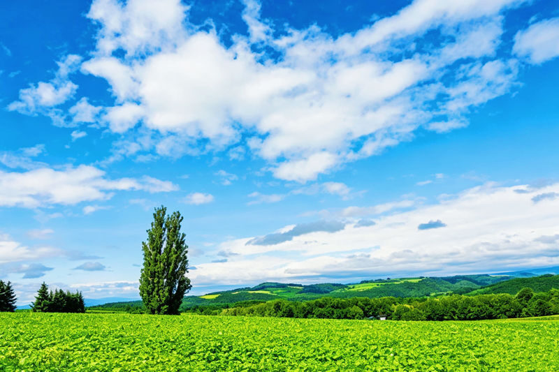 (Departing from Sapporo, Hokkaido, choose 1 of 2 routes) Shikisai no Oka + Farm Tomita OR Asahiyama Zoo + Shirogane Blue Pond 1-Day Tour - Small details that can save the day