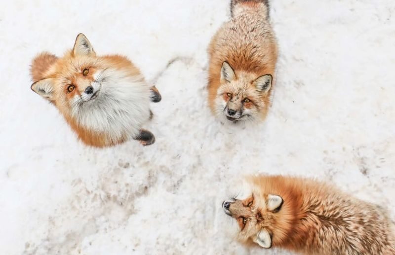 Departing from Tokyo: Ginzan Onsen, Zao Snow Monsters, Fox Village, and Hot Spring Ryokan Two-Day Tour - Zao’s ropeway and the snow monsters