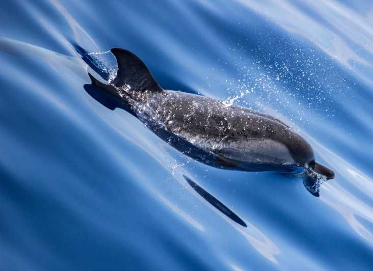 Departure From Villefranche-Sur-Mer: Meeting With the Dolphins - Key Points
