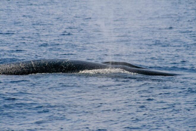 Departure From Villefranche-Sur-Mer: Meeting With the Dolphins - Customer Experience and Feedback