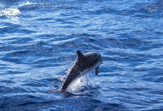 Departure From Villefranche-Sur-Mer: Meeting With the Dolphins - What to Bring