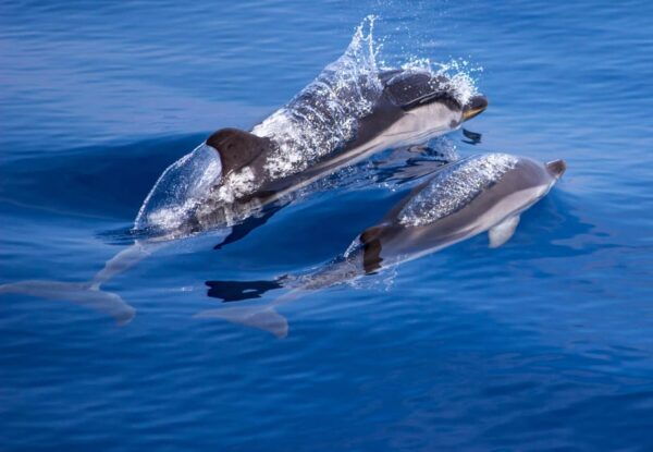 Departure From Villefranche-Sur-Mer: Meeting With the Dolphins - Wildlife Conservation Awareness