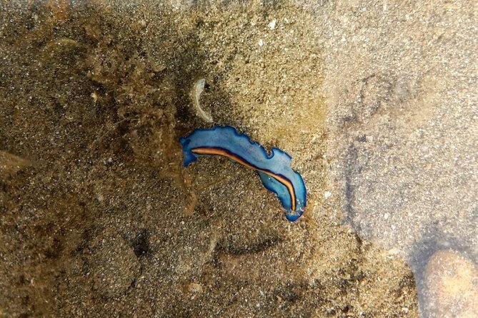 Desaru Beachlife & Tidepool Discovery - Good To Know
