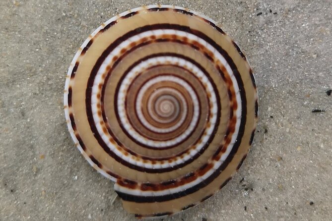 Desaru Beachlife & Tidepool Discovery - Inclusions